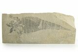 Eurypterus (Sea Scorpion) Fossil - New York #369331-1